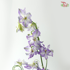 Delphinium Consolida - Shade of Purple (Per Bunch)