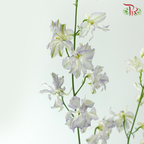 Delphinium Consolida - Shade of Purple (Per Bunch)
