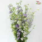 Delphinium Consolida - Shade of Purple (Per Bunch)