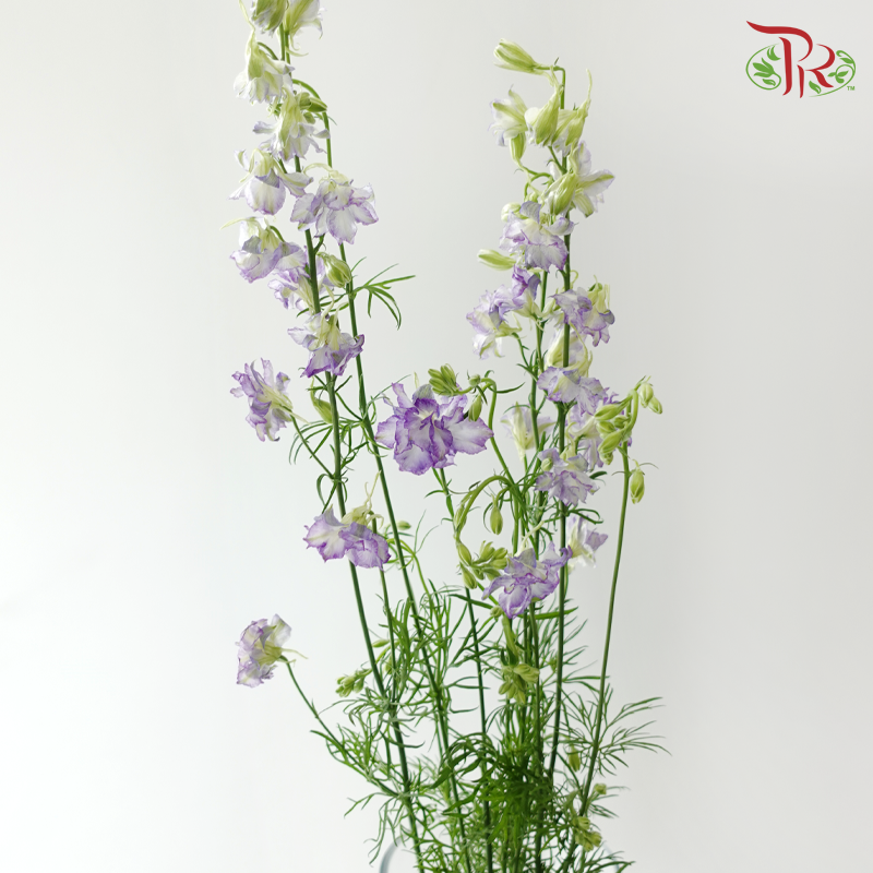 Delphinium Consolida - Shade of Purple (Per Bunch)