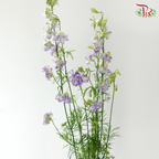 Delphinium Consolida - Shade of Purple (Per Bunch)