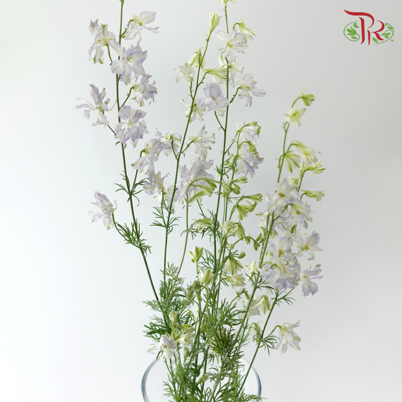 Delphinium Consolida - Shade of Purple (Per Bunch)