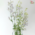 Delphinium Consolida - Shade of Purple (Per Bunch)