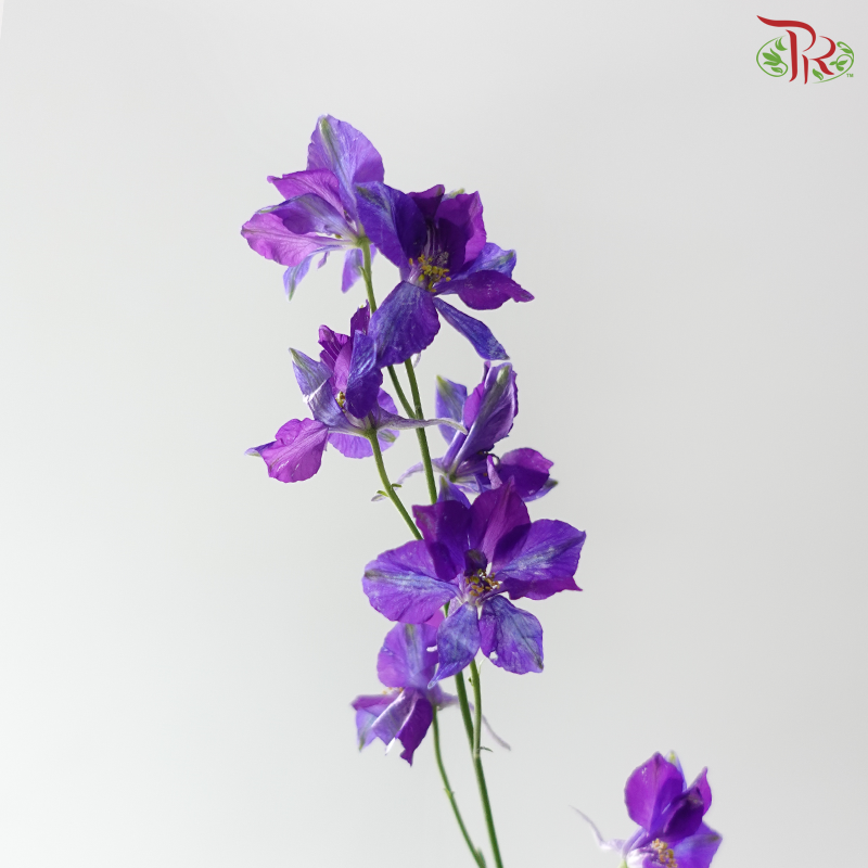 Delphinium Consolida - Purple 2 (Per Bunch)