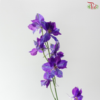 Delphinium Consolida - Purple 2 (Per Bunch)