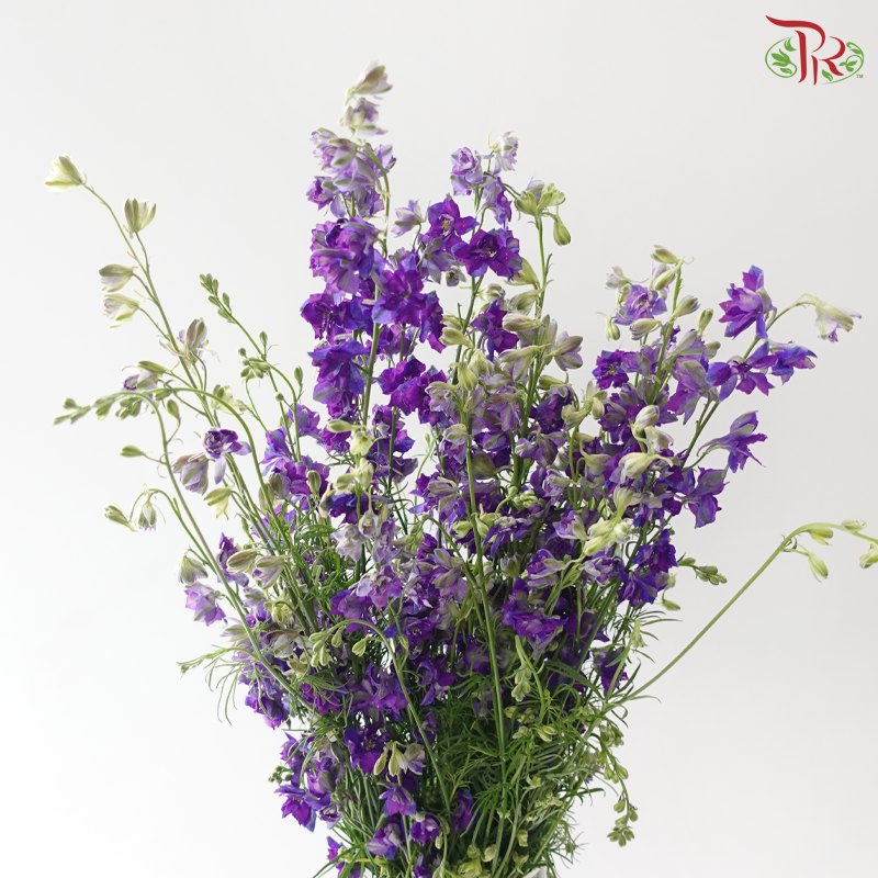 Delphinium Consolida - Purple 2 (Per Bunch)