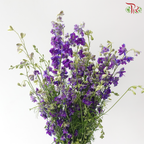 Delphinium Consolida - Purple 2 (Per Bunch)
