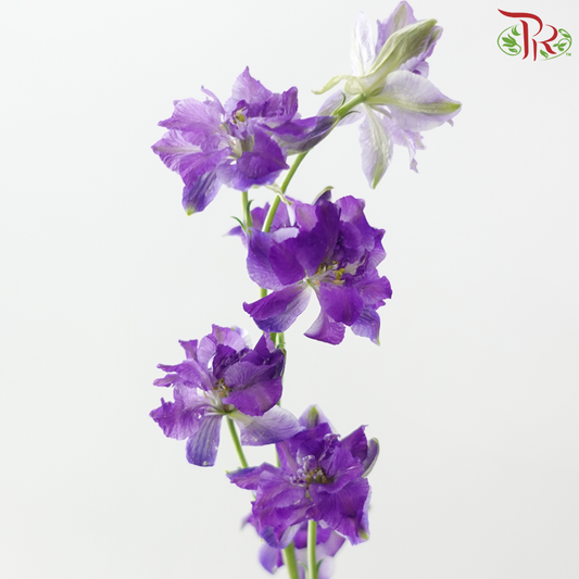 Delphinium Consolida - Purple (Per Bunch)