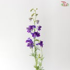 Delphinium Consolida - Purple 2 (Per Bunch)