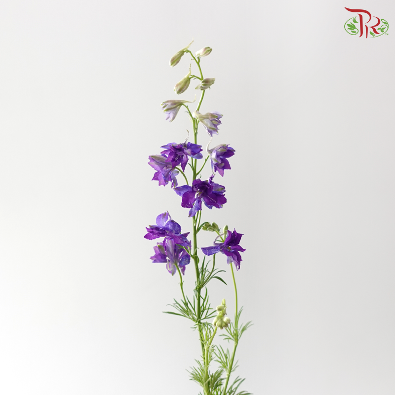 Delphinium Consolida - Purple 2 (Per Bunch)