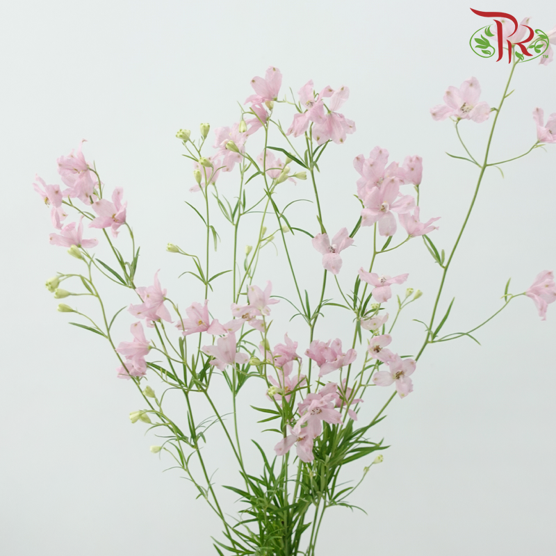 Delphinium Grandiflorum - Pink (2 Stems)