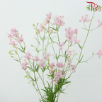 Delphinium Grandiflorum - Pink (2 Stems)