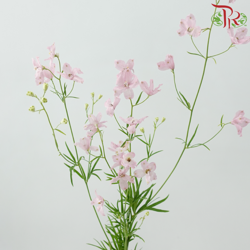 Delphinium Grandiflorum - Pink (2 Stems)