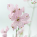 Delphinium Grandiflorum - Pink (2 Stems)