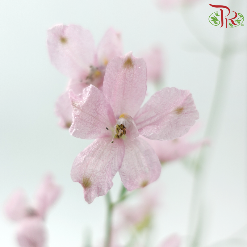 Delphinium Grandiflorum - Pink (2 Stems)
