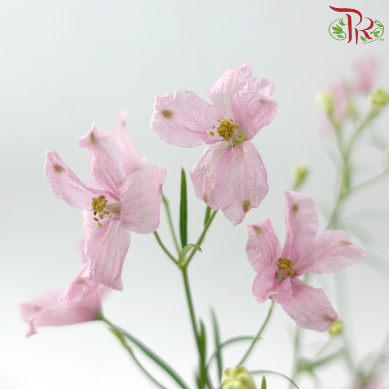 Delphinium Grandiflorum - Pink (2 Stems)