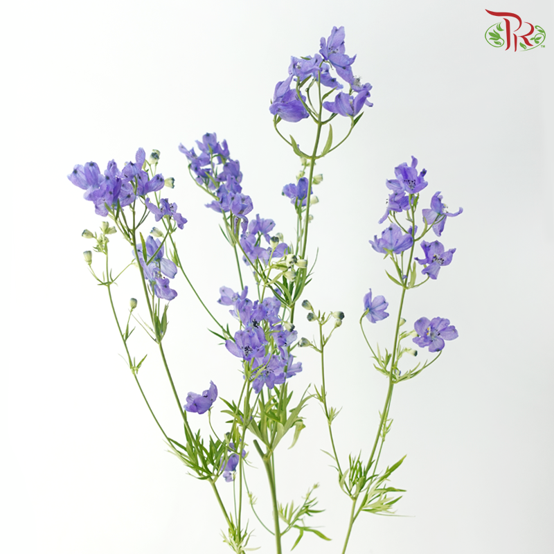 Delphinium Grandiflorum - Bluish Purple (2 Stems)