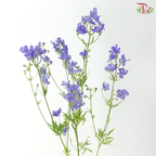 Delphinium Grandiflorum - Bluish Purple (2 Stems)