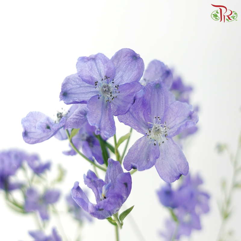 Delphinium Grandiflorum - Bluish Purple (2 Stems)