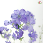Delphinium Grandiflorum - Bluish Purple (2 Stems)