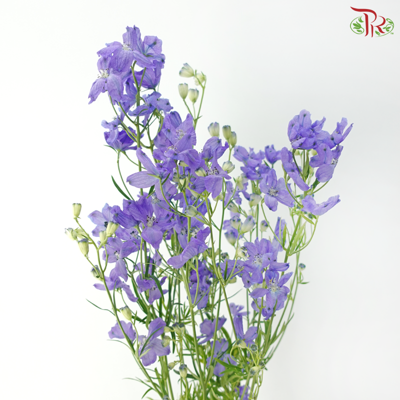 Delphinium Grandiflorum - Bluish Purple (2 Stems)