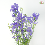 Delphinium Grandiflorum - Bluish Purple (2 Stems)