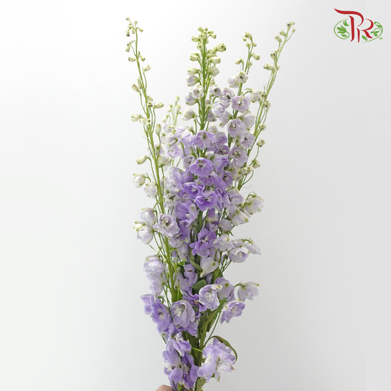 Delphinium Giant (100-120cm) - Lilac (5 Stems)