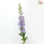 Delphinium Giant (100-120cm) - Lilac (5 Stems)