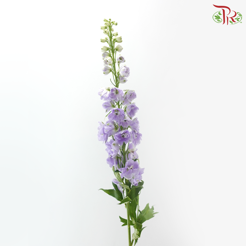 Delphinium Giant (100-120cm) - Lilac (5 Stems)