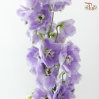 Delphinium Giant (100-120cm) - Lilac (5 Stems)