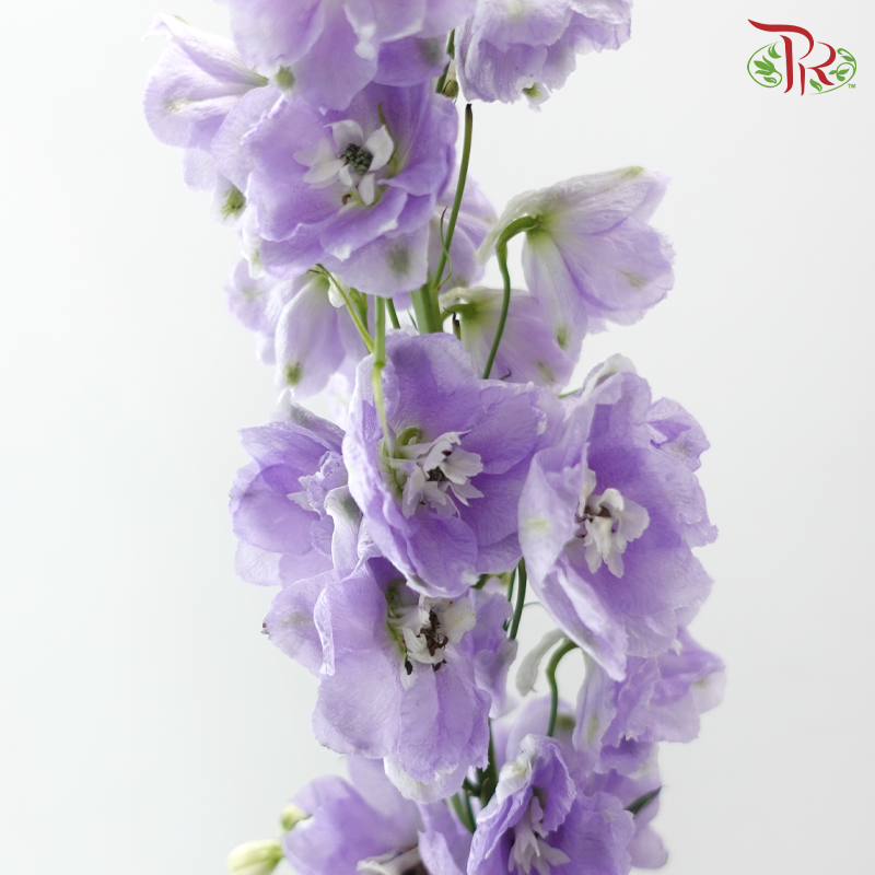 Delphinium Giant (100-120cm) - Lilac (5 Stems)