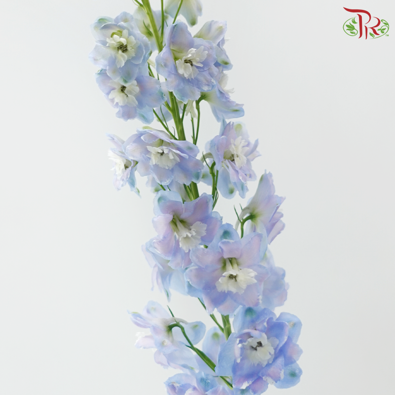 Delphinium Belladonna - Bicolour Light Blue With Minor Purple (5 Stems)