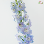 Delphinium Belladonna - Bicolour Light Blue With Minor Purple (5 Stems)