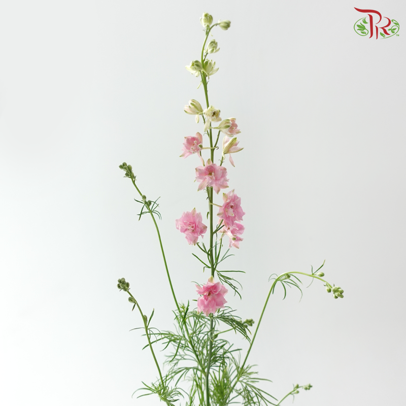 Delphinium Consolida (Larkspur) - Pink (Per Bunch)