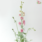 Delphinium Consolida (Larkspur) - Pink (Per Bunch)