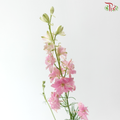Delphinium Consolida (Larkspur) - Pink (Per Bunch)