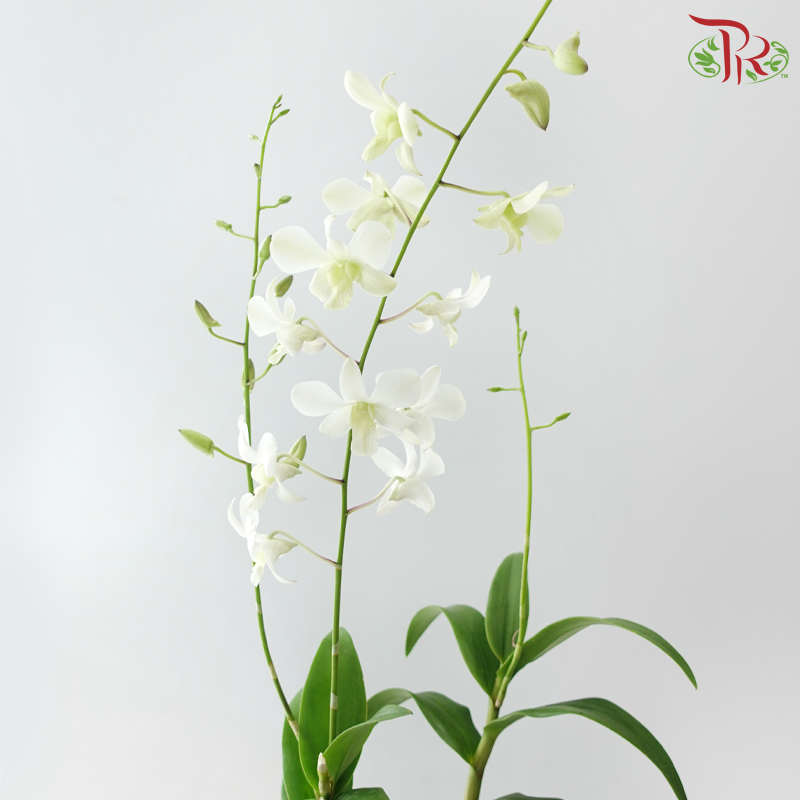 Dendrobium Asst P220《石斛兰》(Random Choose Dendrobium Color）