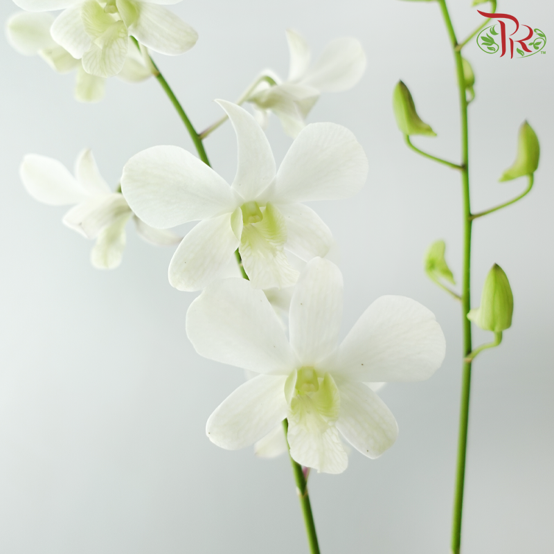 Dendrobium Asst P220《石斛兰》(Random Choose Dendrobium Color）