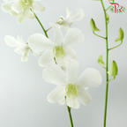 Dendrobium Asst P220《石斛兰》(Random Choose Dendrobium Color）