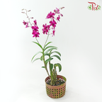 Dendrobium Asst P220《石斛兰》(Random Choose Dendrobium Color）