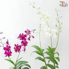 Dendrobium Asst P220《石斛兰》(Random Choose Dendrobium Color）