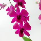 Dendrobium Asst P220《石斛兰》(Random Choose Dendrobium Color）