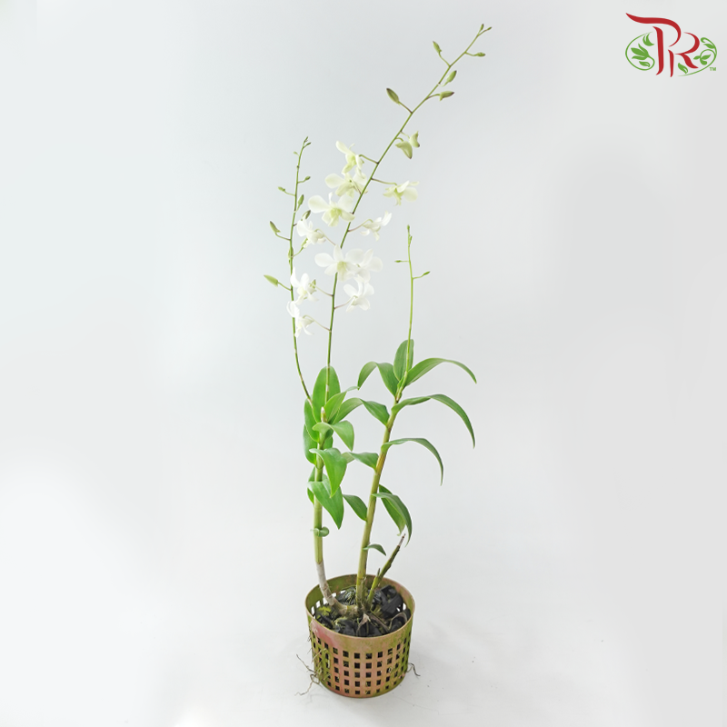 Dendrobium Asst P220《石斛兰》(Random Choose Dendrobium Color）