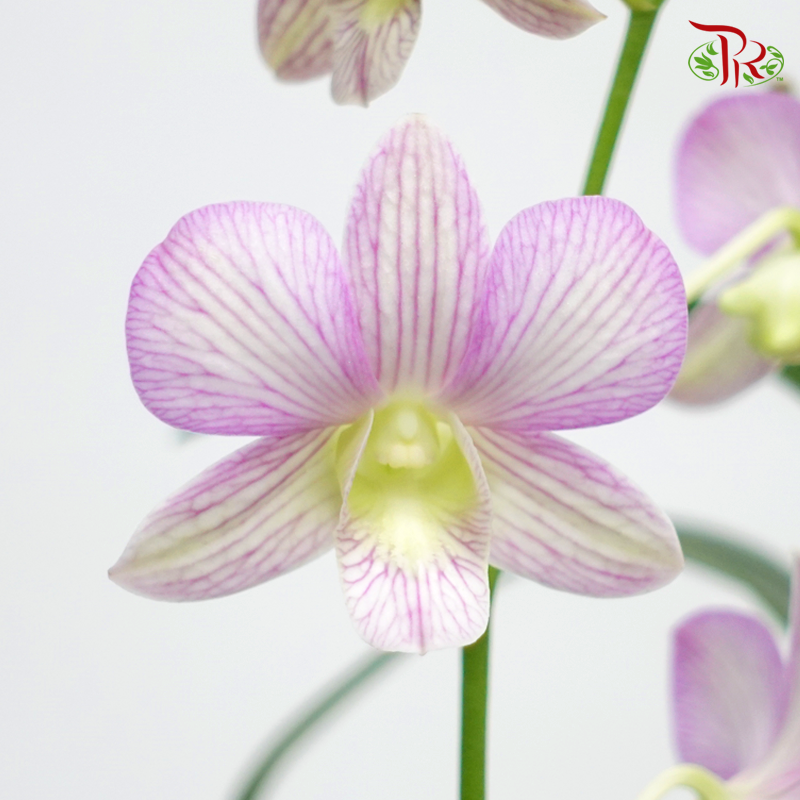 Dendrobium Orchids《微笑蘭花》- Candy Stripe - Pudu Ria Florist