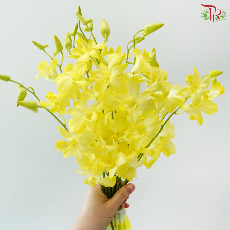 Dendrobium Orchid - Dyed Yellow (10 Stems)