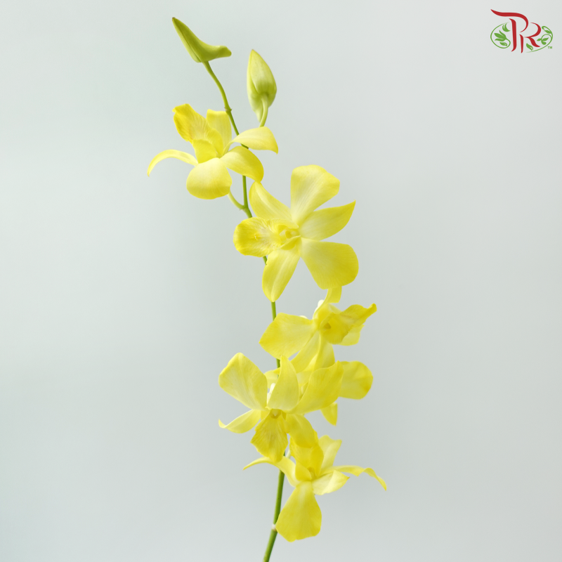Dendrobium Orchid - Dyed Yellow (10 Stems)