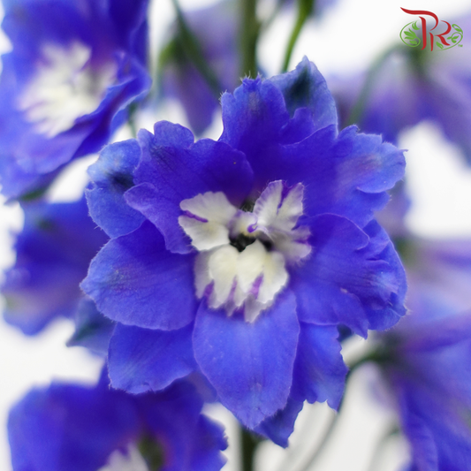 Delphinium Giant (100-120cm) - Blue (5 Stems) - Pudu Ria Florist