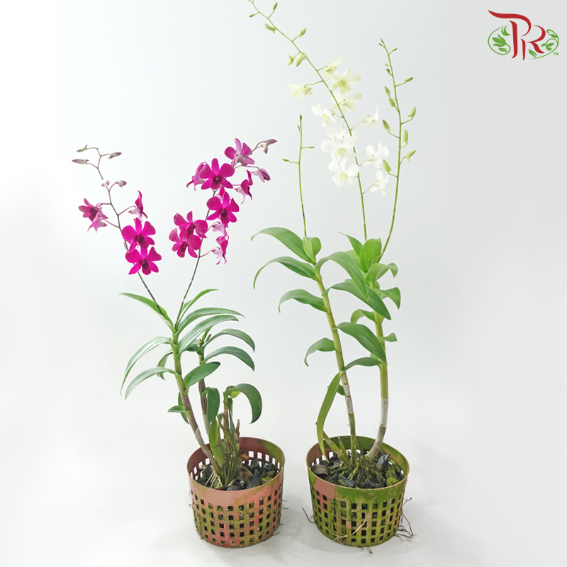 Dendrobium Asst P220《石斛兰》(Random Choose Dendrobium Color）