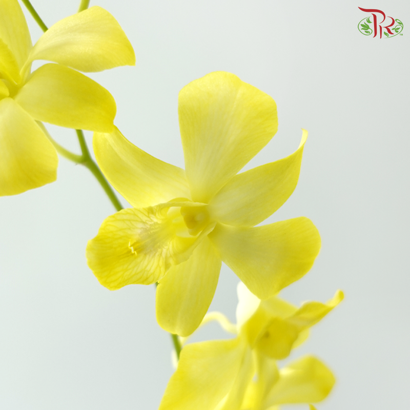 Dendrobium Orchid - Dyed Yellow (10 Stems)