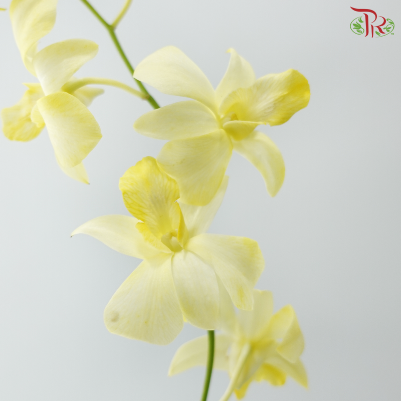 Dendrobium Orchid - Dyed Yellow (10 Stems)